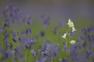English bluebell (Hyacinthoides non-scripta) single white wildflower flower amongst a carpet of