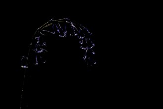 English bluebell (Hyacinthoides non-scripta) single wildflower flower in a spring woodland,