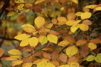 European beech tree (Fagus sylvatica) autumn colour leaves on a branch, Suffolk, England, United