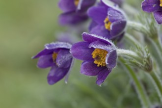 Pasqueflower (Pulsatilla vulgaris) flowers with dew drops in spring, Suffolk, England, United