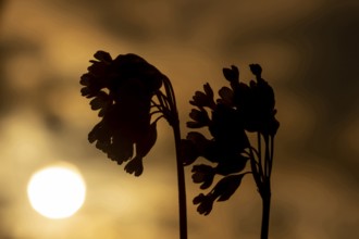 Cowslip (Primula veris) two wildflower flower stems silhouette at sunrise, Suffolk, England, United