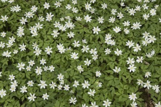 Wood anemone (Anemone nemorosa) wildflower flowers in a spring woodland, Suffolk, England, United