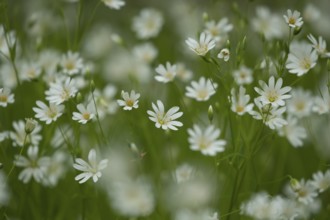 Greater stitchwort (Stellaria holostea) wildflower flowers in a spring woodland, Suffolk, England,