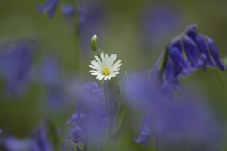 Greater stitchwort (Stellaria holostea) and English bluebell (Hyacinthoides non-scripta) wildflower
