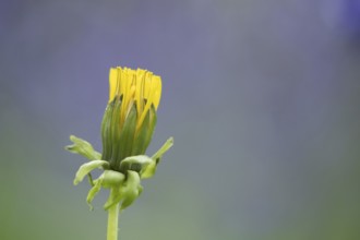 Common dandelion (Taraxacum officinale) wildflower flower in a spring woodland, Suffolk, England,
