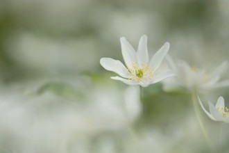 Wood anemone (Anemone nemorosa) wildflower flower in a spring woodland, Suffolk, England, United