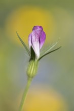 Common corncockle (Agrostemma githago) single wildflower flower in summer, Suffolk, England, United