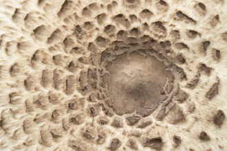 Parasol mushroom (Macrolepiota procera) close up of the top of a single fungi, Suffolk, England,