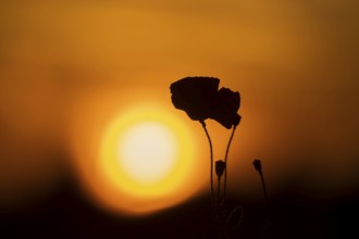 Common field poppy (Papaver rhoeas) red wildflower poppies flowers in a poppyfield silhouette at