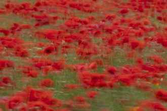Common field poppy (Papaver rhoeas) red wildflower poppies flowers blowing in the wind in a