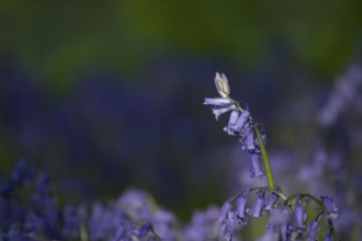 English bluebell (Hyacinthoides non-scripta) wildflower flowers in a spring woodland, Suffolk,