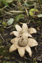 Common earth star fungi (Geastrum triplex) in a woodland in autumn, Suffolk, England, United