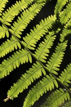 Bracken (Pteridium aquilinum) plant frond or leaves backlit, Suffolk, England, United Kingdom