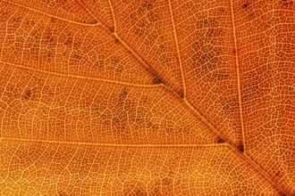 European beech tree (Fagus sylvatica) autumn colour leaf close up showing its veins, England,