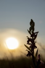 Bee orchid (Ophrys apifera) wildflower flower spike silhouette at sunset, RSPB Minsmere nature