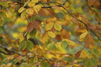 European beech tree (Fagus sylvatica) autumn colour leaves on branches in a woodland, Suffolk,