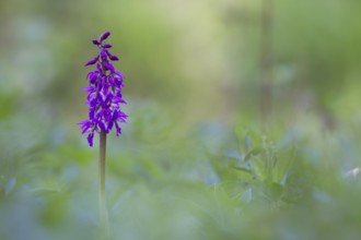 Early purple orchid (Orchis mascula) wildflower flower spike in a spring woodland, Suffolk,