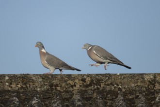 Wood pigeon (Columba palumbus) two adult birds on a rooftop with the male chasing the female during