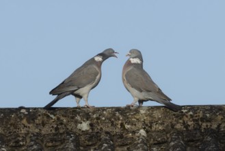 Wood pigeon (Columba palumbus) one adult bird seemingly shouting at another bird on an urban house