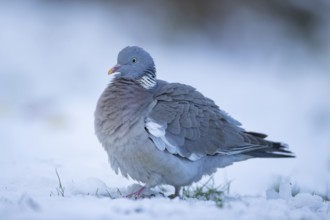 Wood pigeon (Columba palumbus) adult bird on a snow covered garden lawn in winter, Suffolk,
