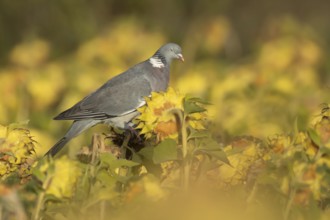 Wood pigeon (Columba palumbus) adult bird on a sunflower seedhead in a wildflower strip, England,