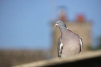 Wood pigeon (Columba palumbus) adult bird on an urban roof, Suffolk, England, United Kingdom