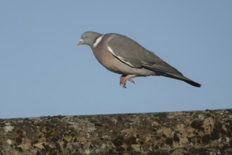 Wood pigeon (Columba palumbus) adult bird jumping along on an urban house roof, Suffolk, England,