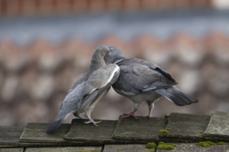 Wood pigeon (Columba palumbus) juvenile squab baby bird being fed by an adult parent bird on a