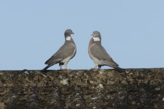 Wood pigeon (Columba palumbus) two adult birds on a rooftop performing their courtship display,