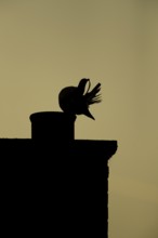 Wood pigeon (Columba palumbus) adult bird preening its tail feathers on a chimney pot on an urban