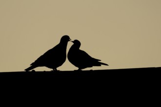 Wood pigeon (Columba palumbus) two adult birds on a rooftop during their love courtship display
