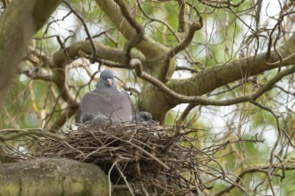 Wood pigeon (Columba palumbus) adult parent bird on a nest in a willow tree with two juvenile squab