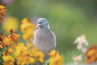Wood pigeon (Columba palumbus) adult bird amongst garden Wall flowers in spring, Suffolk, England,