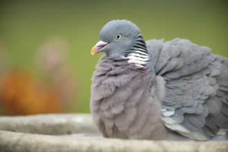 Wood pigeon (Columba palumbus) adult bird bathing in a garden bird bath in spring, Suffolk,
