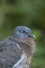 Wood pigeon (Columba palumbus) juvenile squab bird head portrait, Suffolk, England, United Kingdom