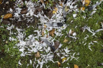 Wood pigeon (Columba palumbus) feather remains of a dead bird on a garden lawn eaten by a