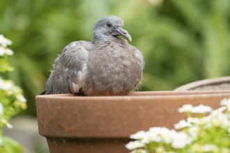 Wood pigeon (Columba palumbus) juvenile squab baby bird on a garden plant pot in summer, Suffolk,