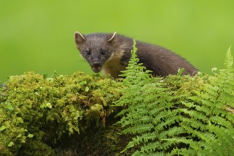 European pine marten (Martes martes) adult mustelid animal on a moss covered wall, Scotland, United