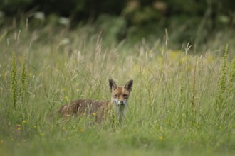 Red fox (Vulpes vulpes) adult animal in grassland in the summer, England, United Kingdom
