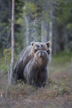 European brown bear (Ursus arctos) adult male and female two animals having sex mating in a boreal