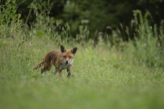 Red fox (Vulpes vulpes) adult animal walking in a countryside meadow in summer, England, United
