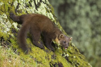 European pine marten (Martes martes) adult mustelid animal on the base of a pine tree, Scotland,