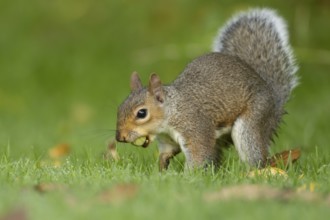 Grey squirrel (Sciurus carolinensis) adult animal about to bury a hazelnut in a garden lawn in