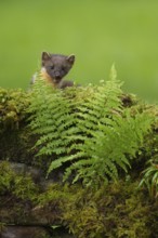 European pine marten (Martes martes) adult mustelid animal on a moss covered wall, Scotland, United
