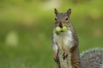 Grey squirrel (Sciurus carolinensis) adult animal with two hazelnut nuts in its mouth on a garden