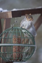 Grey squirrel (Sciurus carolinensis) adult animal on a squirrel proof garden bird feeder, Suffolk,