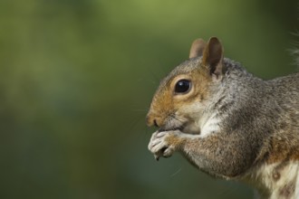 Grey squirrel (Sciurus carolinensis) adult animal feeding on a nut, Suffolk, England, United