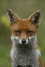 Red fox (Vulpes vulpes) adult animal head portrait in the summer, England, United Kingdom