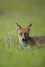 Red fox (Vulpes vulpes) adult animal in a countryside meadow in summer, England, United Kingdom