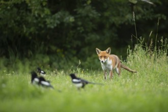 Red fox (Vulpes vulpes) adult animal watching magpie birds in grassland in the summer, England,